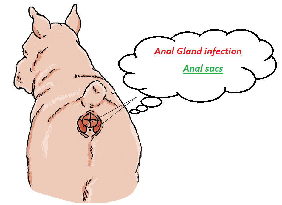 Anal Gland Problems