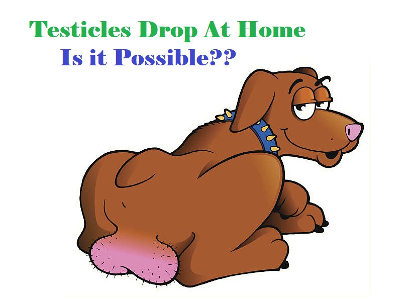 How To Make Your Dog’s Testicles Drop At Home