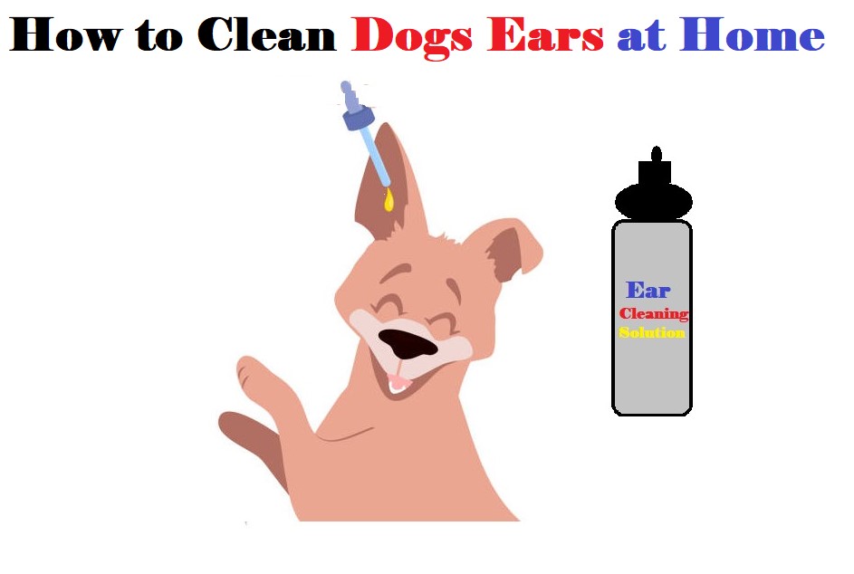 How to Clean Dogs Ears at Home