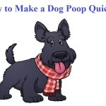 How to Make a Dog Poop Quickly- 5 Tips