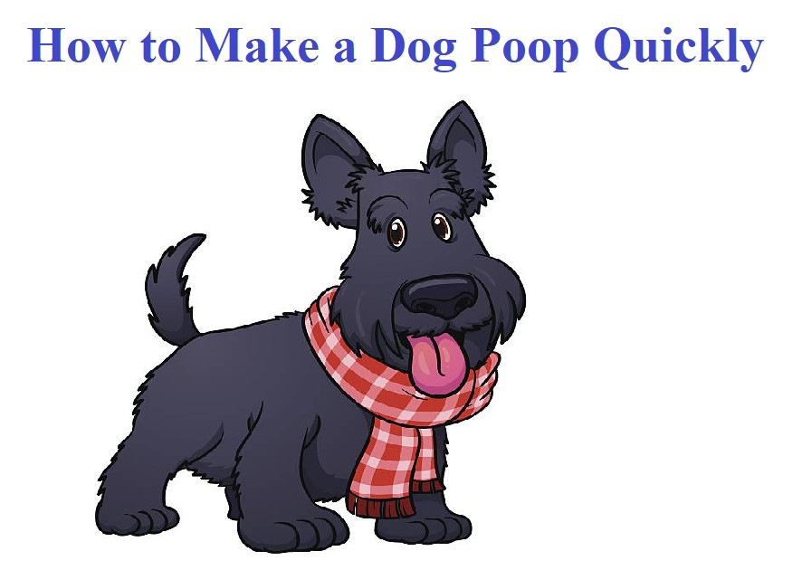 How to Make a Dog Poop Quickly