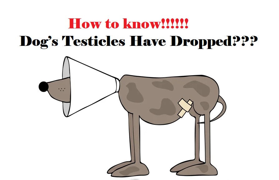 How to Make a Dog Testicle Drop