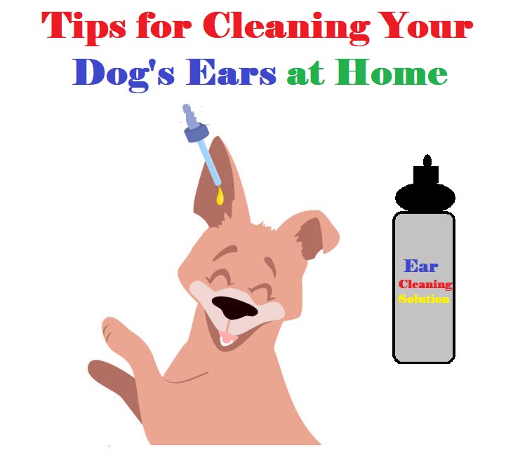 How to Clean Dogs Ears at Home