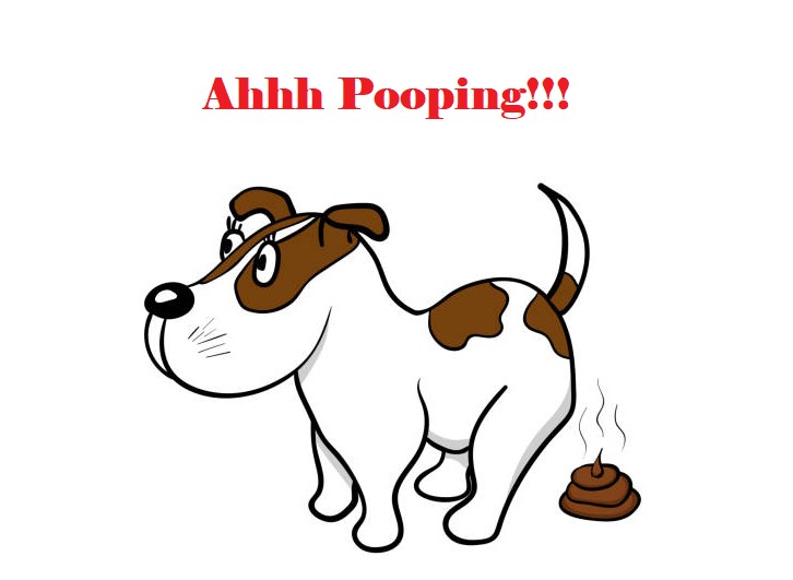 What is the fastest way to make a dog poop?