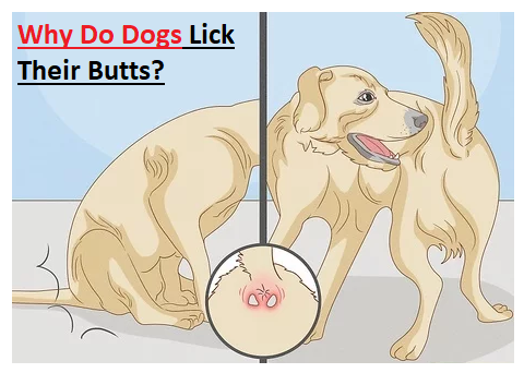 5 Reasons Your Dog Keeps Licking Their Butt