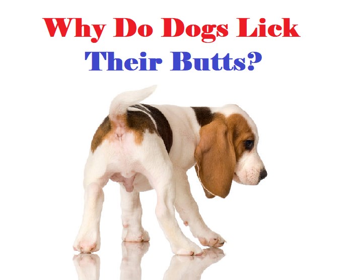 Why Do Dogs Lick Their Butts