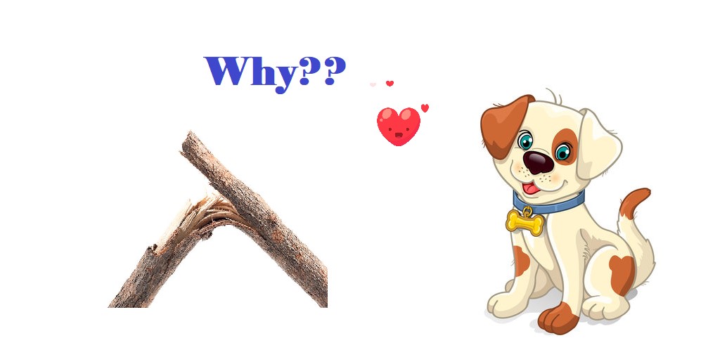 Why do Dogs Love Sticks?