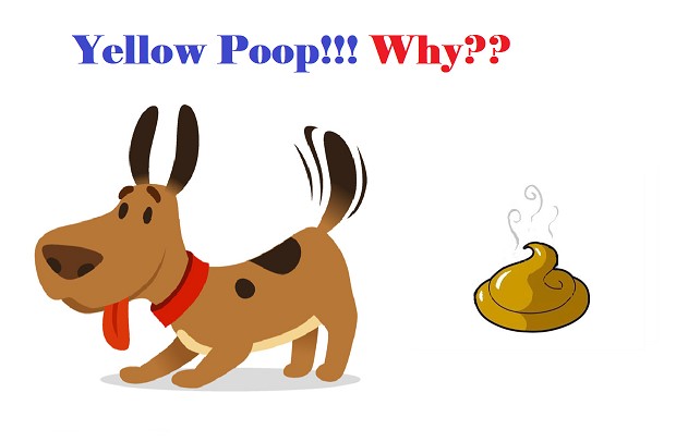 Why Does My Dog Have Yellow Poop?