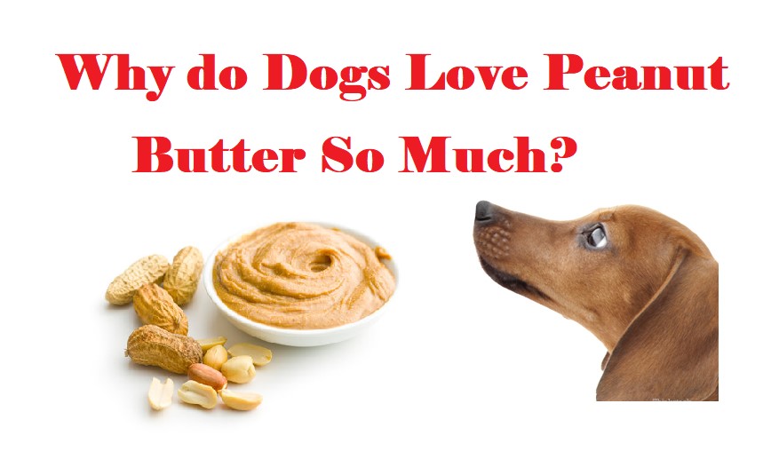 Why do Dogs Love Peanut Butter