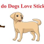Why do Dogs Love Sticks?