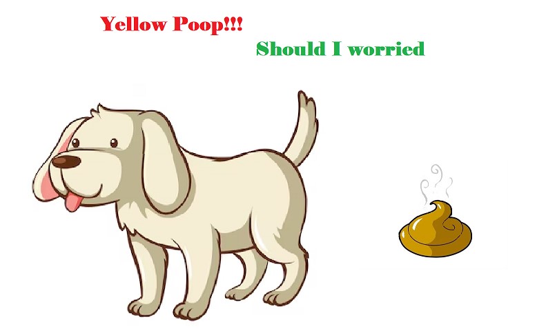 Why is my dog poop yellow