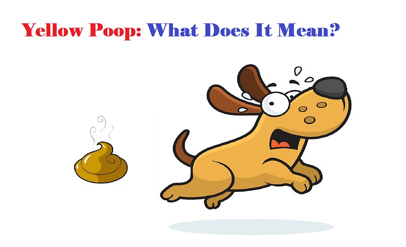 Yellow Dog Poop