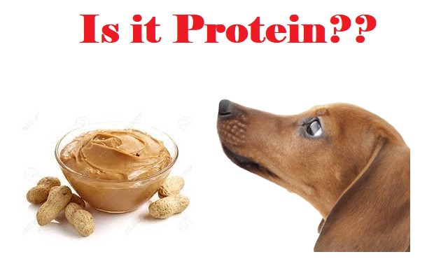 Why do dogs love peanut butter