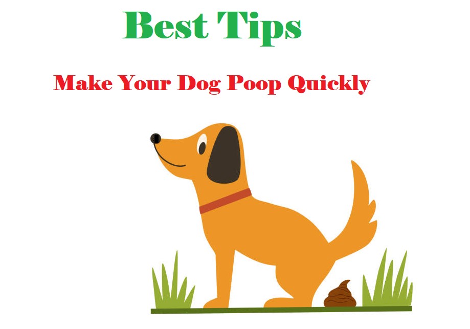 How To Make A Constipated Dog Poop Quickly