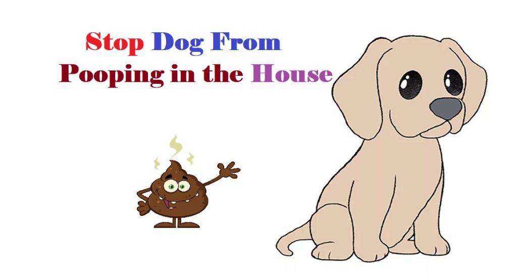 How to Punish Dogs for Pooping in House