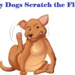 Why Do Dogs Scratch the Floor?