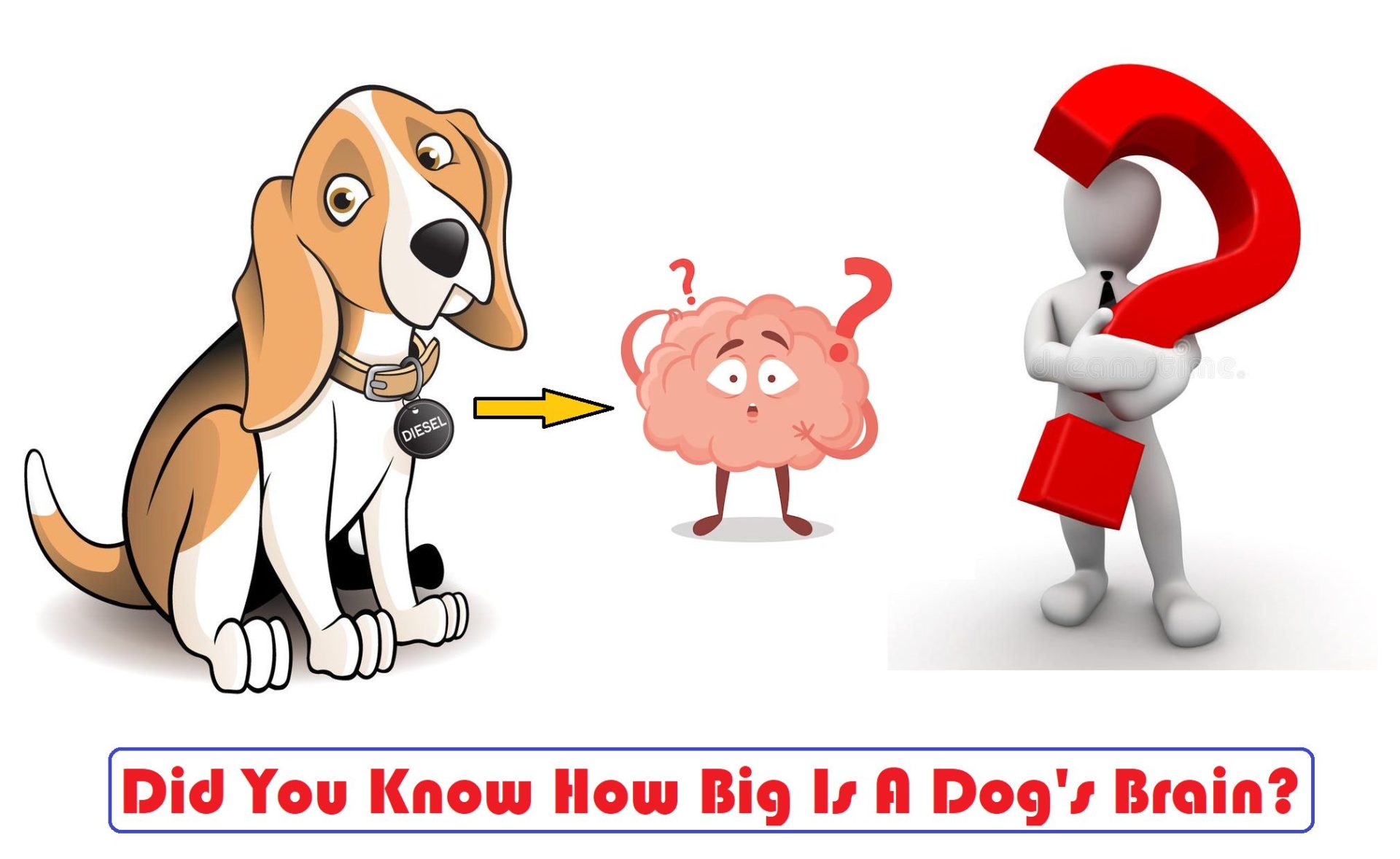 How Big Is A Dog’s Brain?