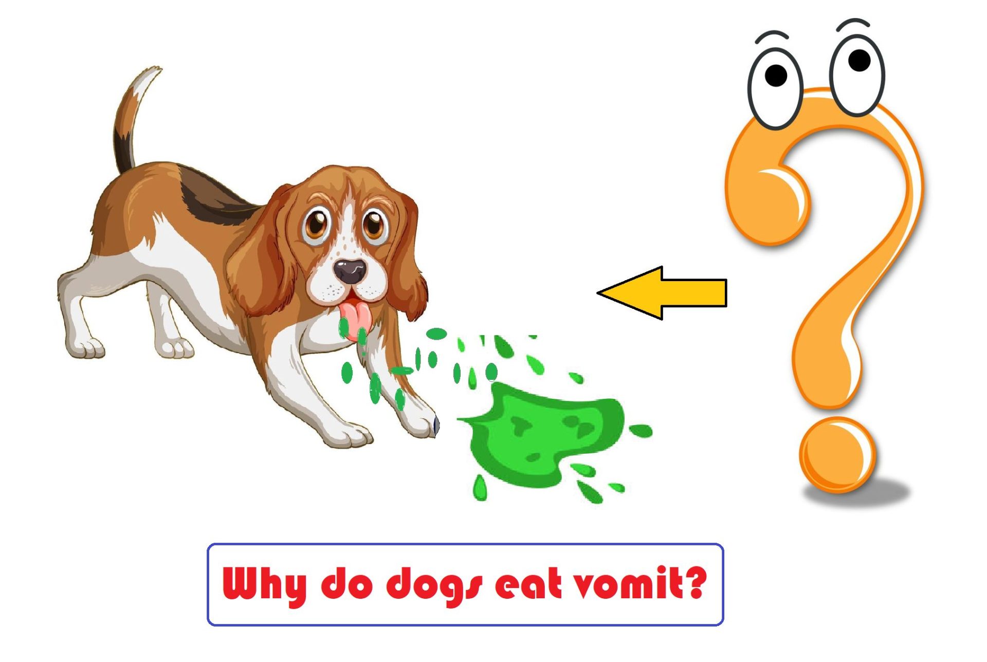 Why do Dogs Eat Their Vomit?