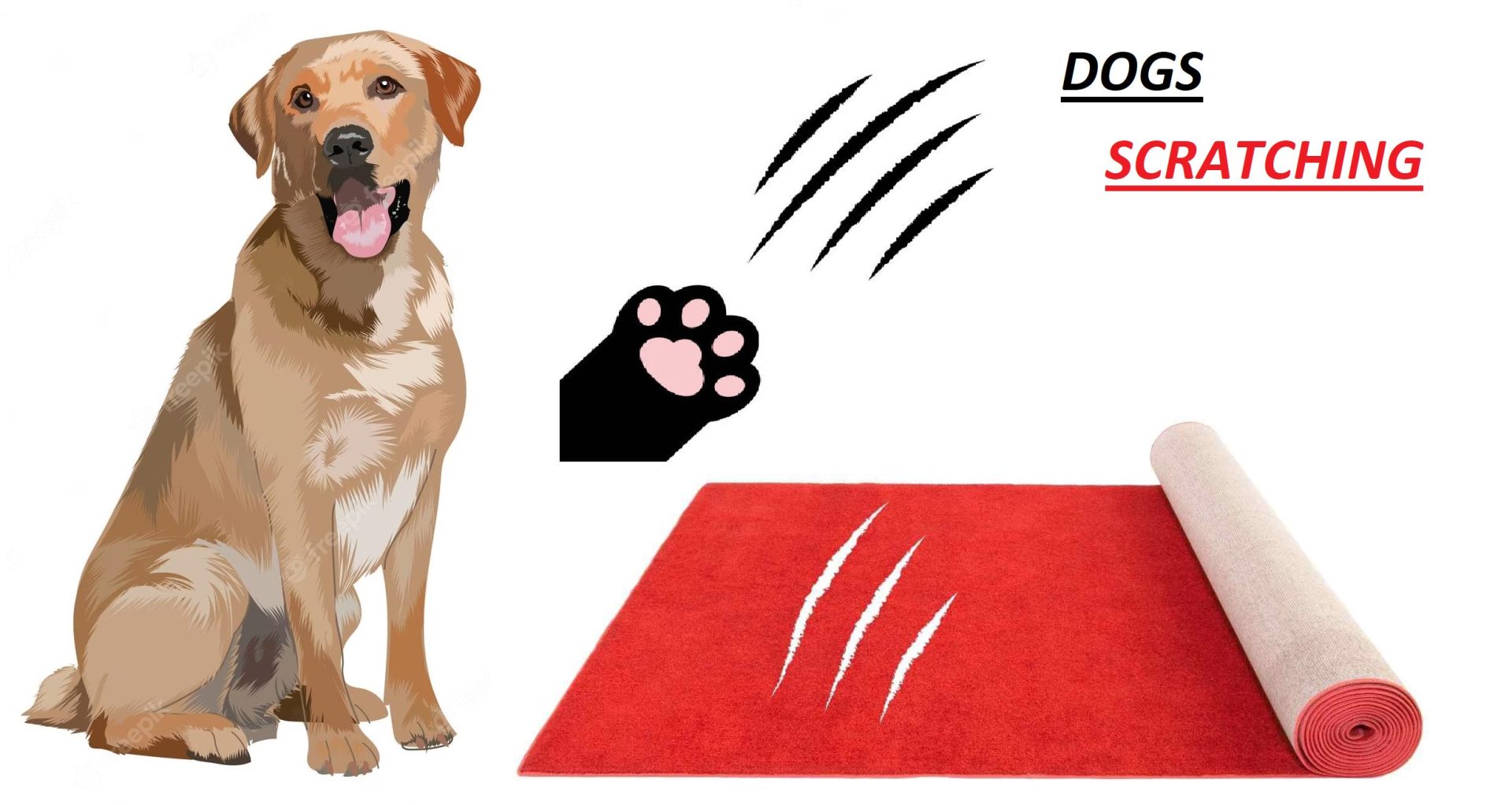 Why Do Dogs Scratch the Carpet?