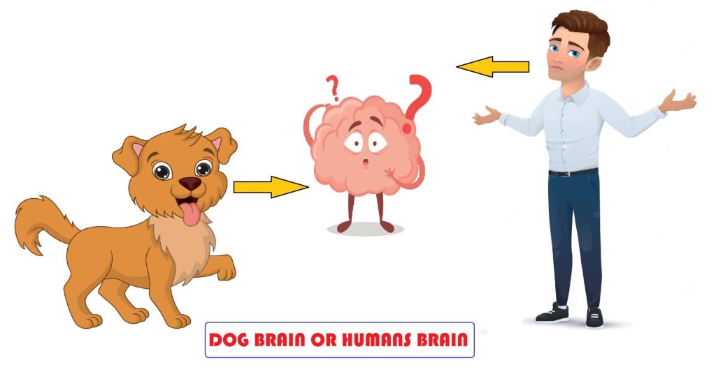 How smart is a dog compared to a human? dog brain vs human brain