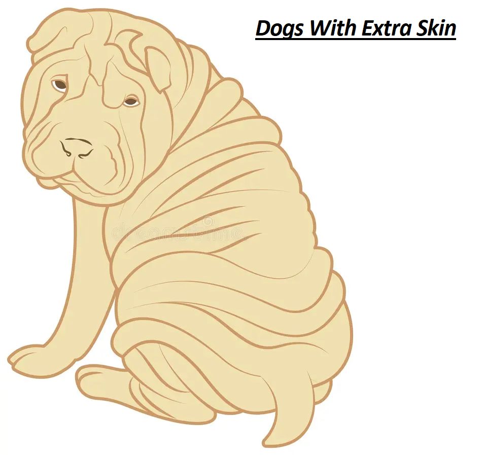 Do All Dogs Have Extra Skin?
