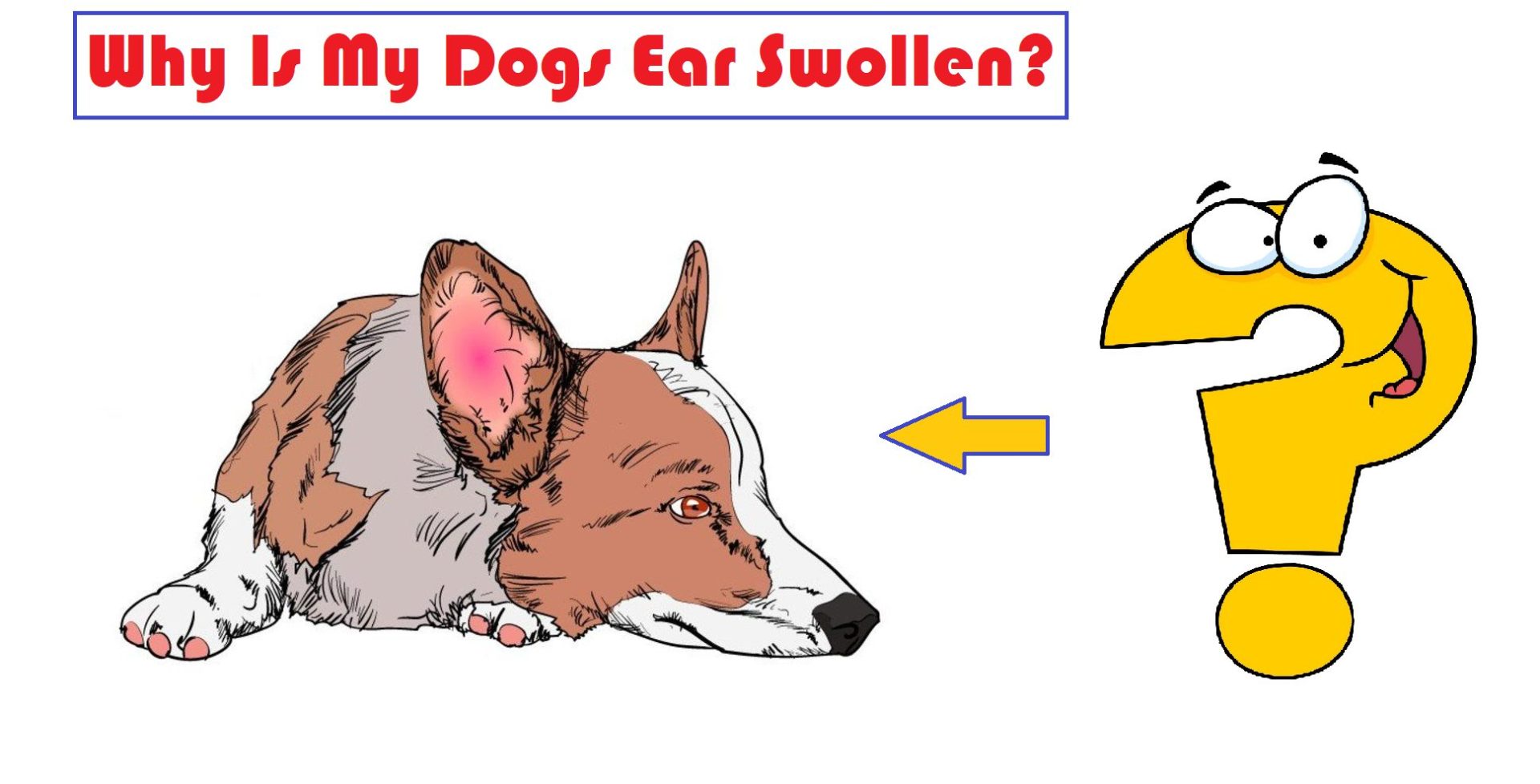 Why Is My Dogs Ear Swollen?