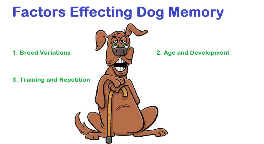 Factors effecting dog memory