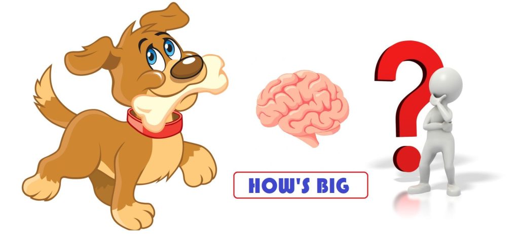 how long is a dogs brain active after euthanasia