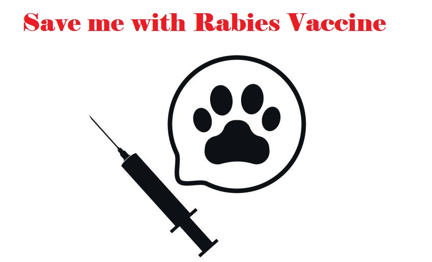How Often Do Dogs Need Rabies Shots