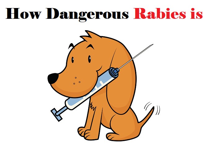 How Often Do Dogs Need Rabies vaccine