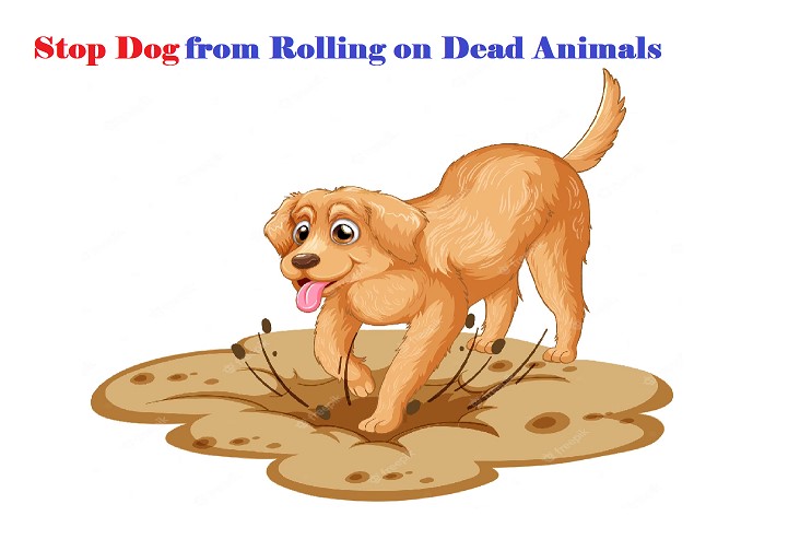 How to Stop Dog from Rolling on Dead Animals