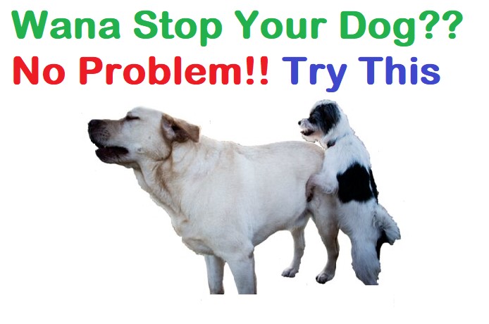 How to Stop Your Dog From Humping