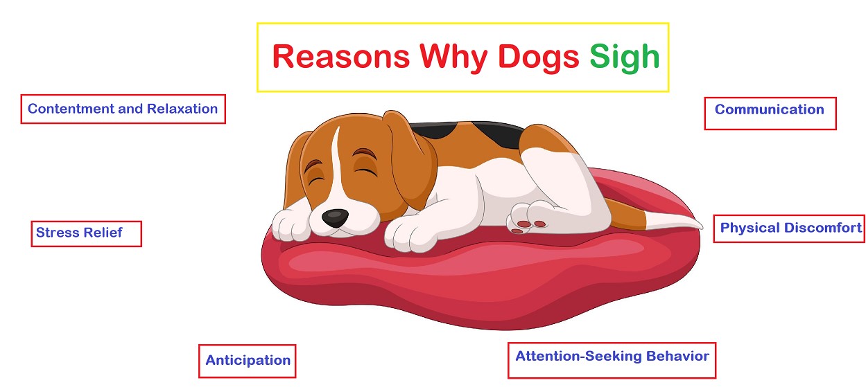 Why Do Dogs Sigh?