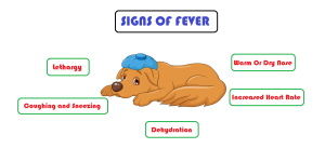 What is home medicine for dog fever? 