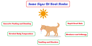 Does heat stroke cause fever in dogs? 