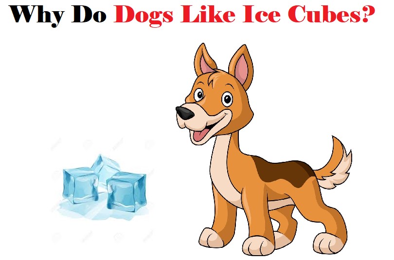 Why Do Dogs Love Ice Cubes