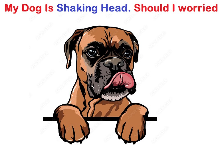 Why Do Dogs Shake Their Heads