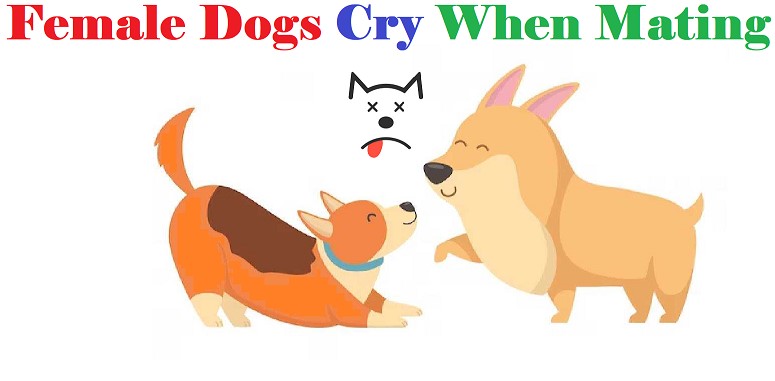 Why do female Dogs Cry When Mating