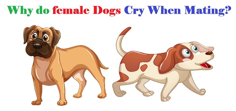 Why do female Dogs Cry When Mating