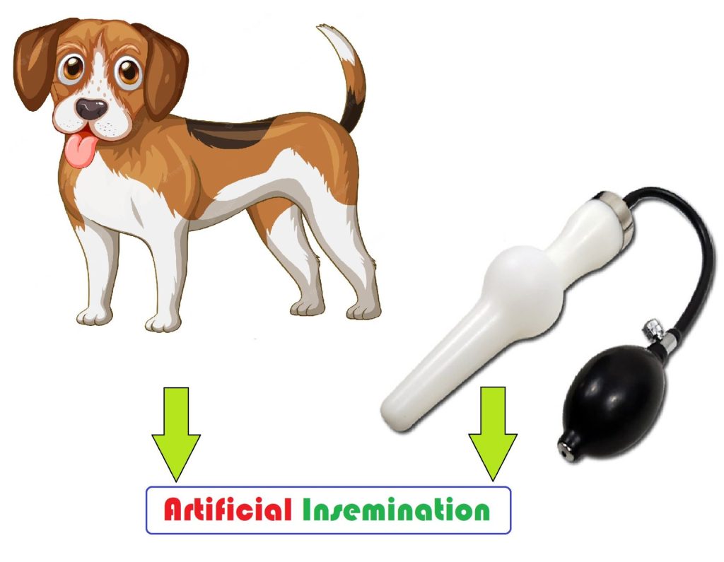 dog artificial insemination success rate