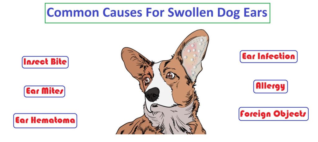 Common Reasons for Swollen Dog Ears