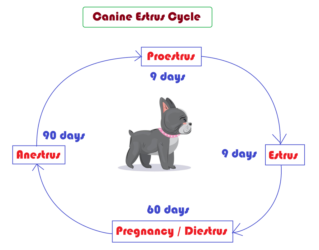 Estrus cycle