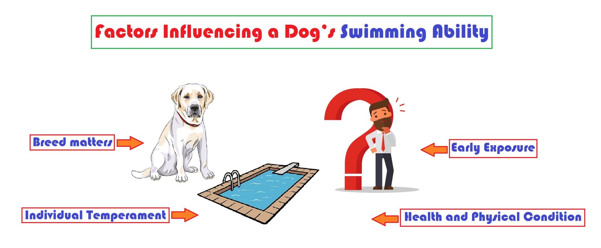 can dogs swim without training