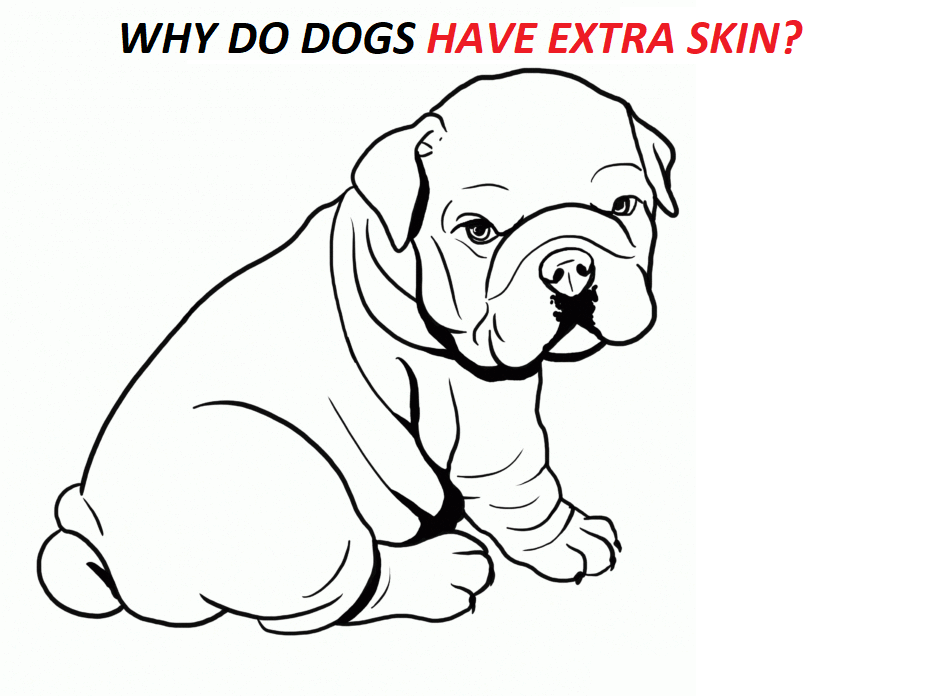 Why do dogs have extra skin?