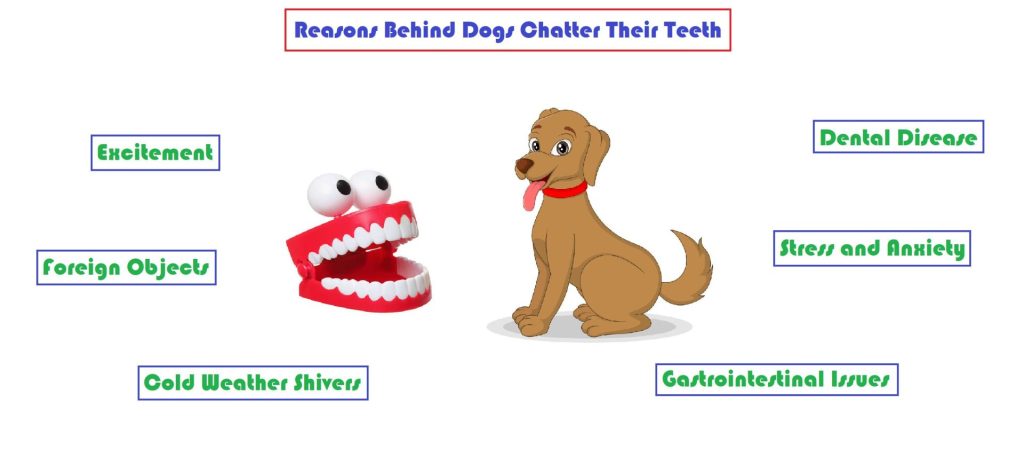 Dogs Chatter Their Teeth, Dental Disease, Foreign Objects