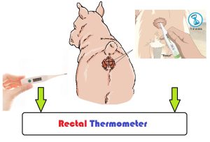how to take a dog's temperature with a human thermometer