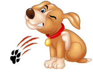 Why Do Dogs Scratch the Carpet?