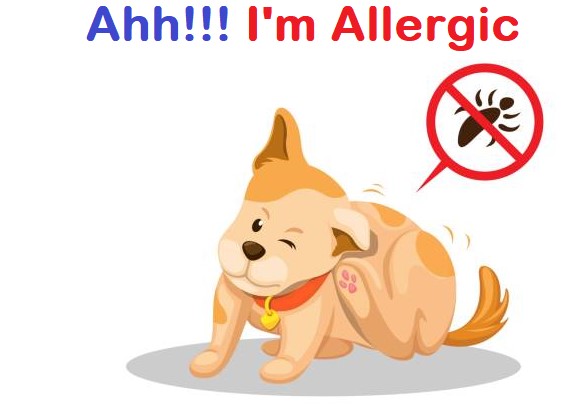Dogs shaking head because of allergy treatment