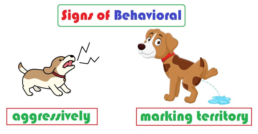 Behavioral Signs a male dog is ready to mate