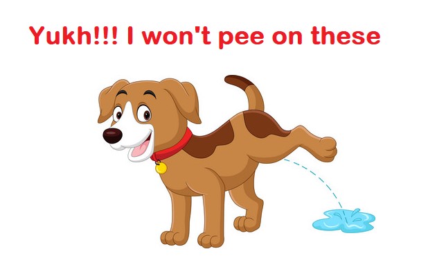 What Smell Do Dogs Hate to Pee On